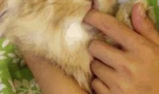 野生猫咪舔你的手代表什么 猫咪舔主人的手